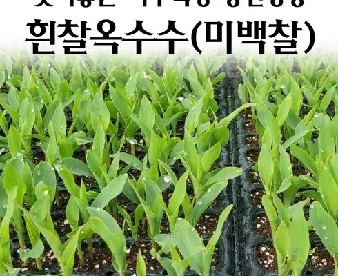 온라인에서 난리난 옥수수모종 후기