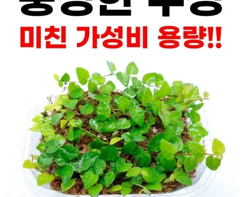 합리적인 구매를 위한 대구테라리움 추천상품